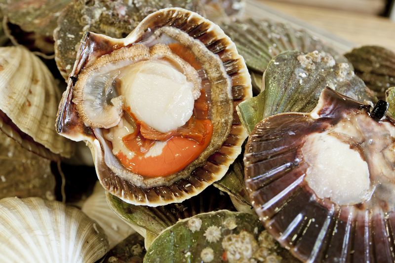 different types of scallops