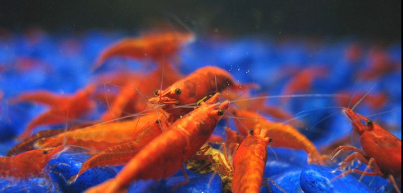 Where do shrimps live