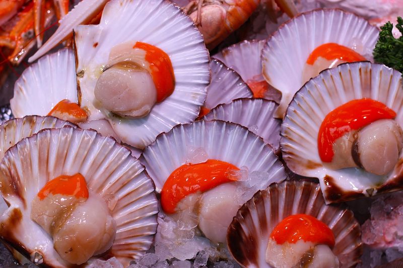 The health benefits of eating scallops