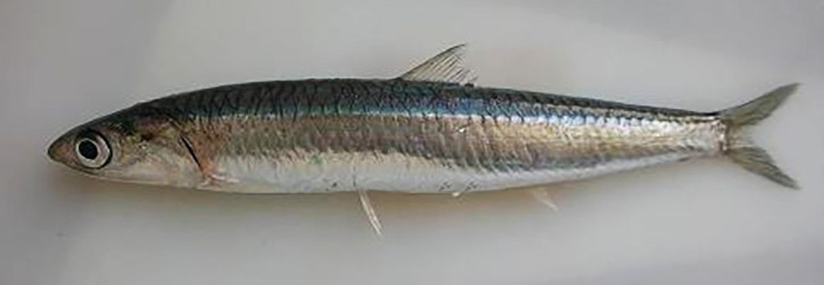 European anchovy