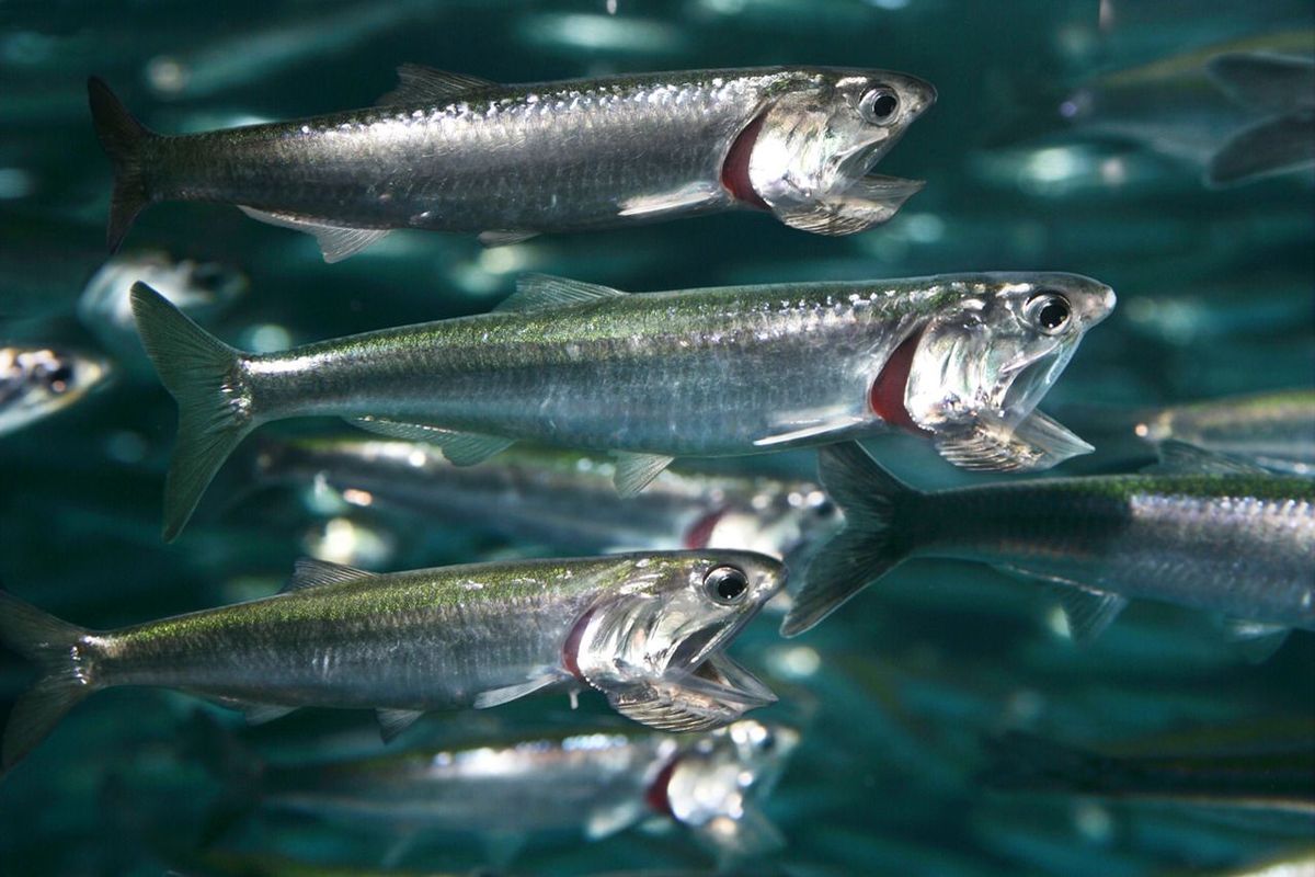 When is anchovy at Its best
