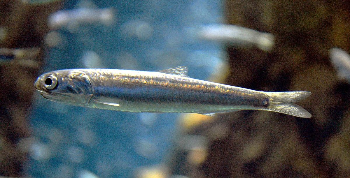 Japanese anchovy