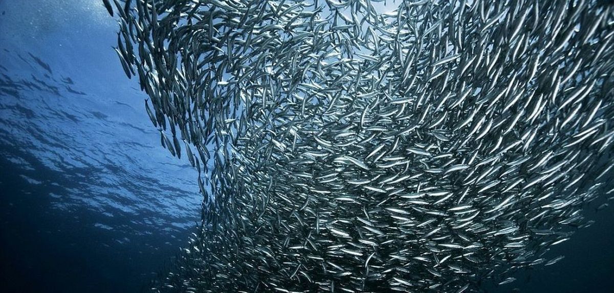 African anchovy