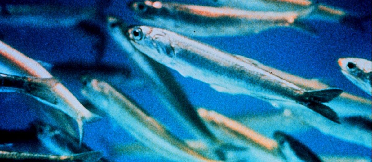 Californian anchovy
