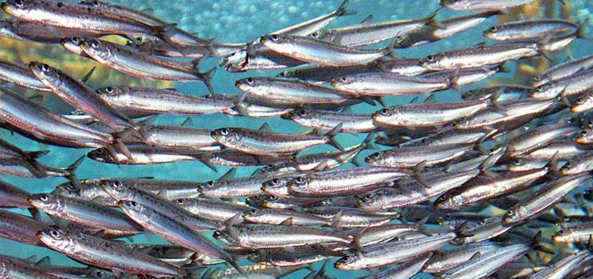 anchovy production
