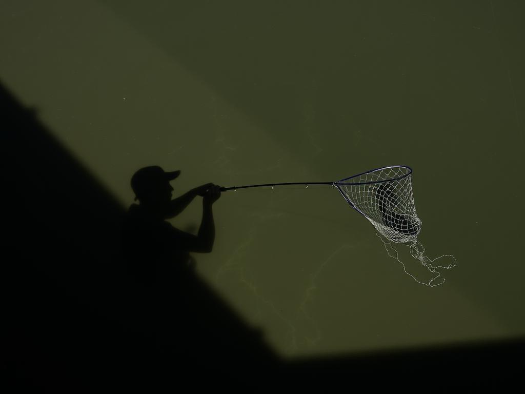 Shad. Fishing with Nets Shad. Fishing with Nets
