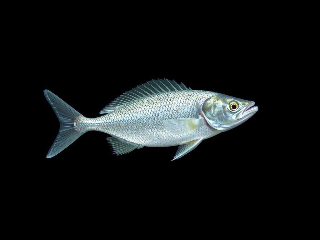 Whiting fish. The Whiting Fish Diet Explained