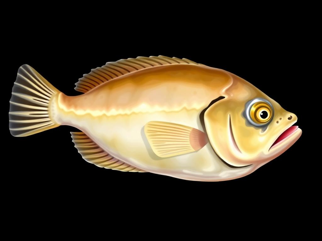 Flounder. Winter Flounder (Pseudopleuronectes americanus) Flounder. Winter Flounder (Pseudopleuronectes americanus)